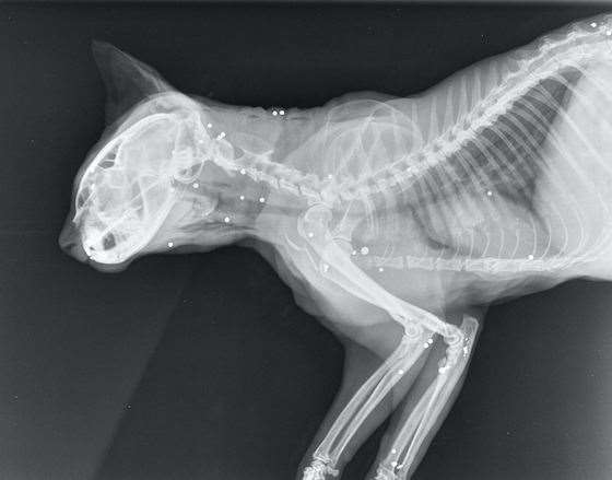 X-ray images, sent in by White Toes' owner Janet Norman-Philips show the extent of the injuries sustained by the cat.