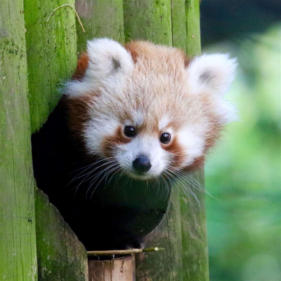One of Banham Zoo's Red Pandas.