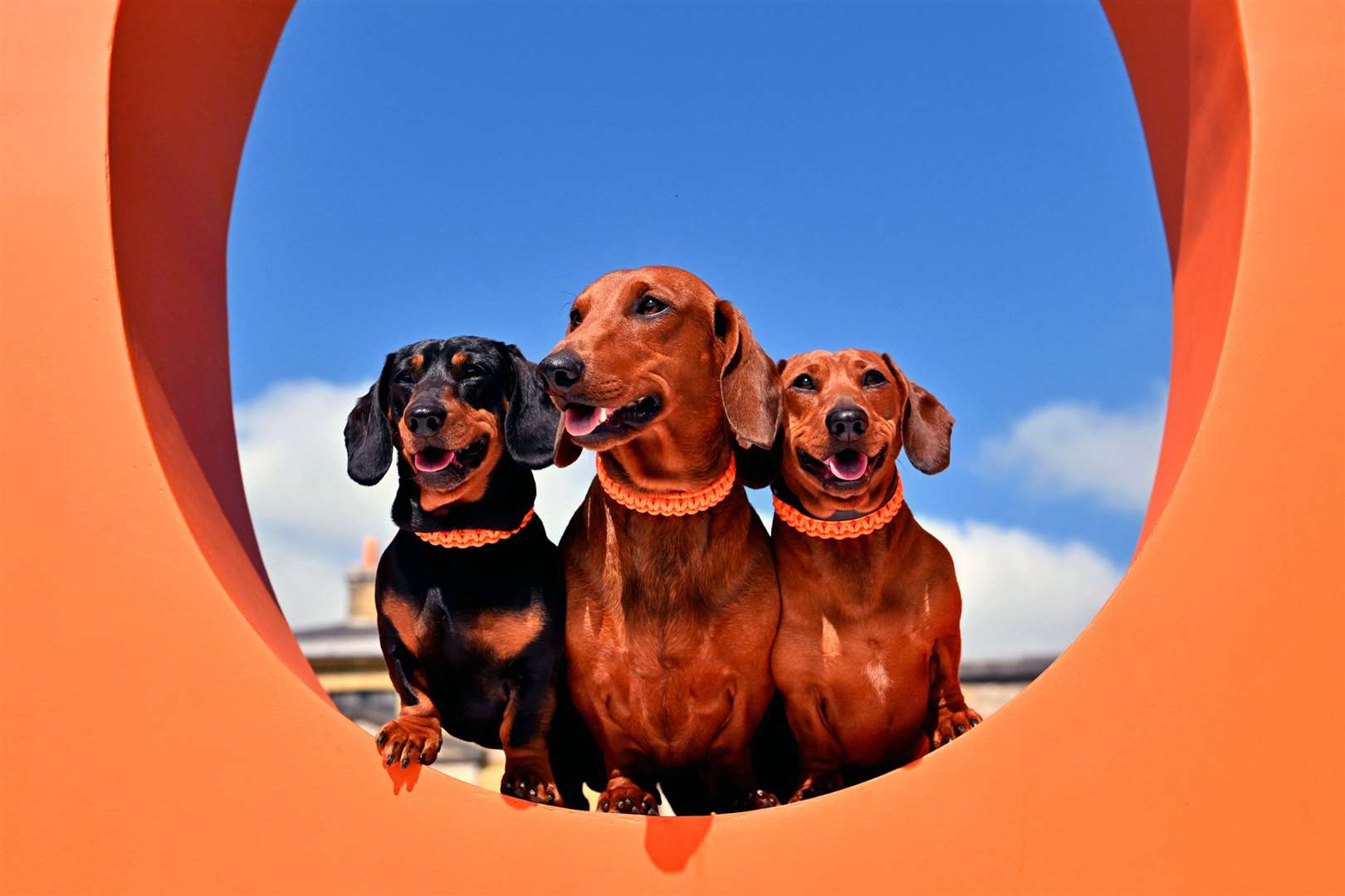Three pals enjoy Goodwoof 2025 (Jas Lehal Media Assignments/pa)