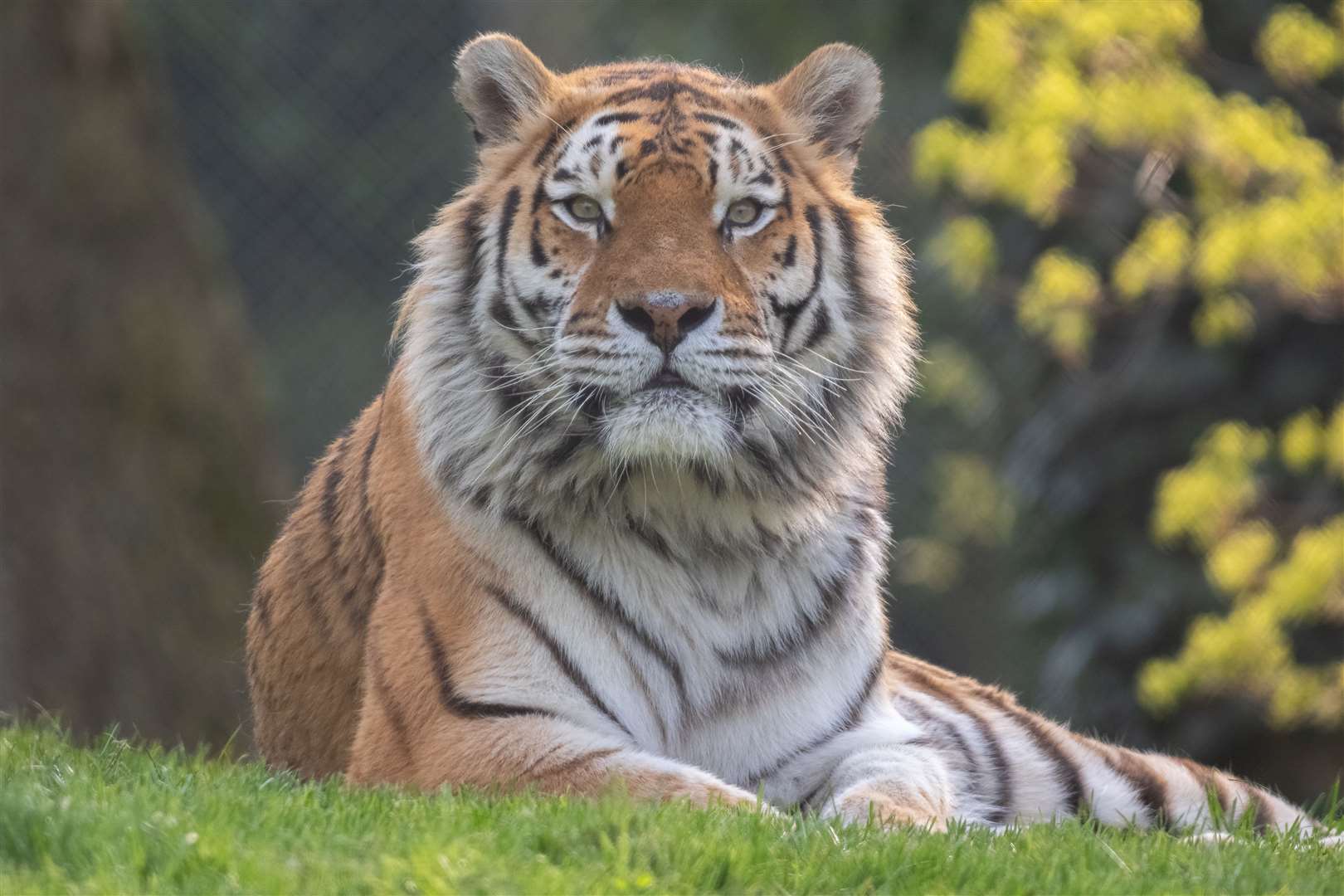 Kuzma (pictured) spent three months at Africa Alive! in Suffolk whilst his enclosure underwent a refurbishment.