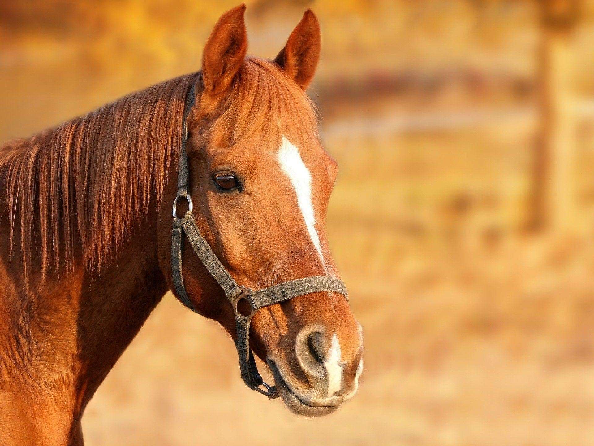 The development would have changed the land use to equine activities.
