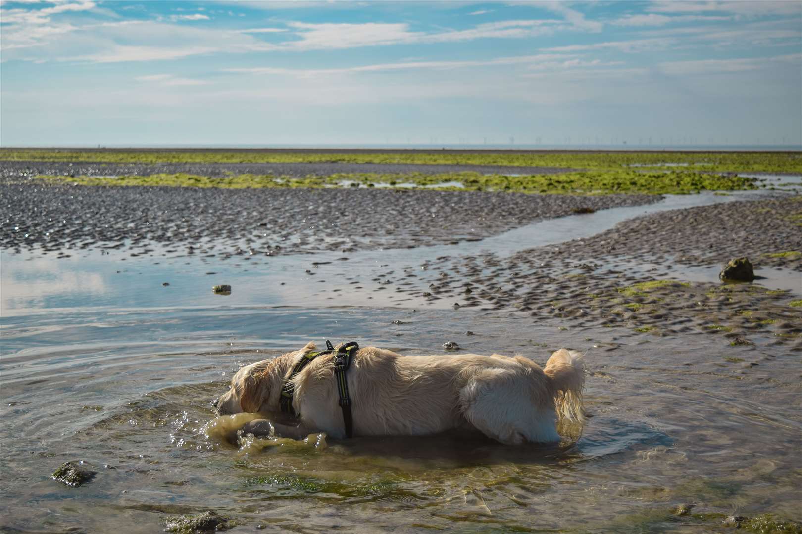 If the pavement is too hot to touch with your hand, then it is too hot for a dog’s paws, warns RSPCA. Pictures: RSPCA.