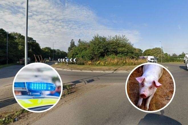 Six pigs have died after a lorry overturned on the A140 roundabout at Stuston, near Diss, which has led to the A143 being closed. Picture: Google Maps. Insets: iStock, Suffolk Rural, Wildlife and Heritage Policing.