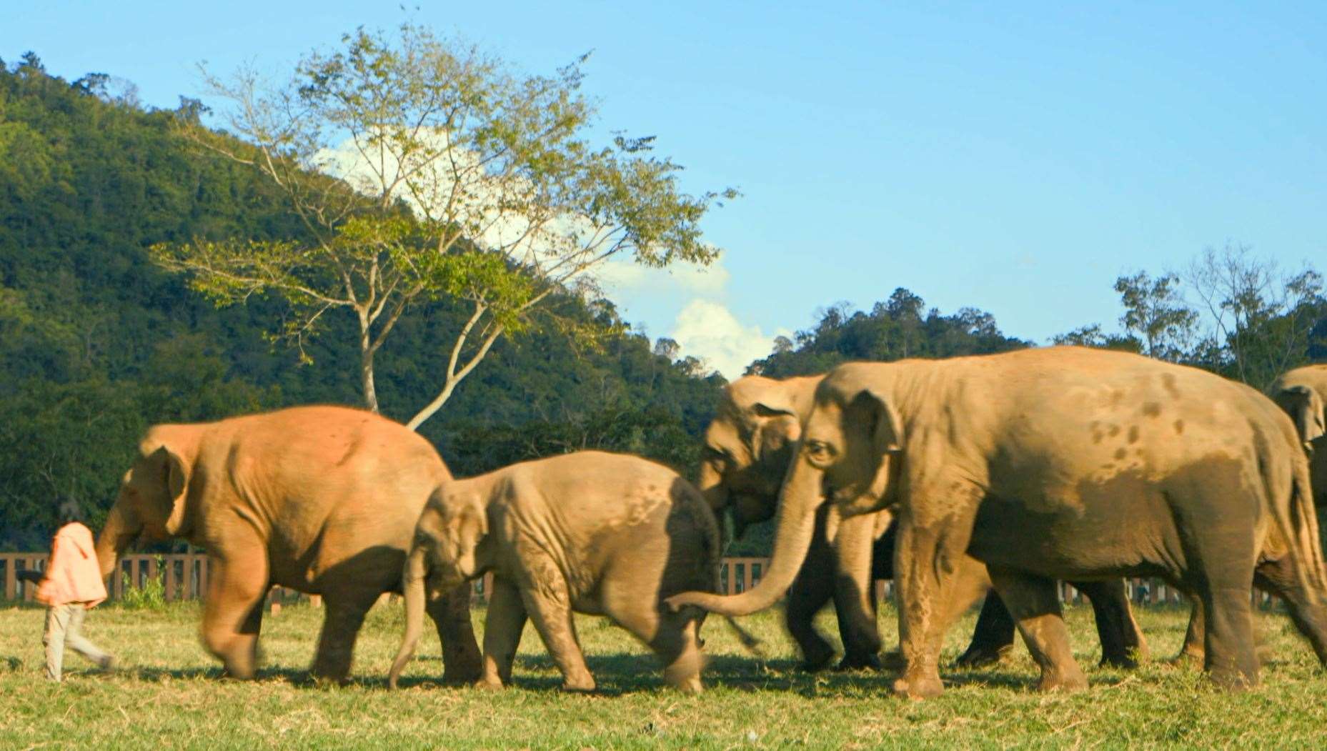 The documentary film is about Lek Chailert, who rescues elephants from abuse in the Thai tourist industry. Picture: Bungalow Town