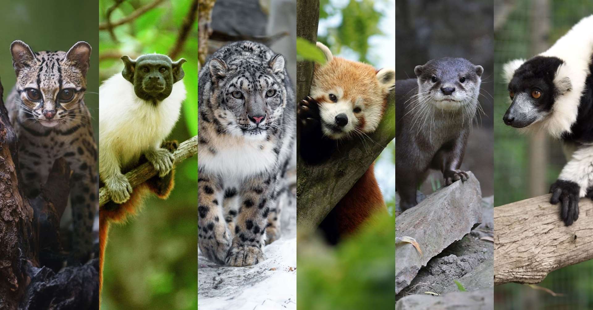 The new animal arrivals at Banham Zoo. Picture: Contributed