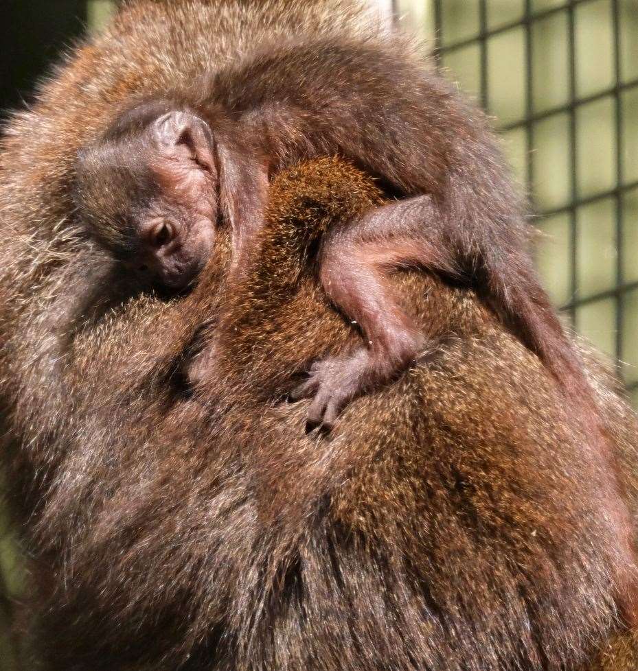The infant was born on August 25. Pictures: Banham Zoo