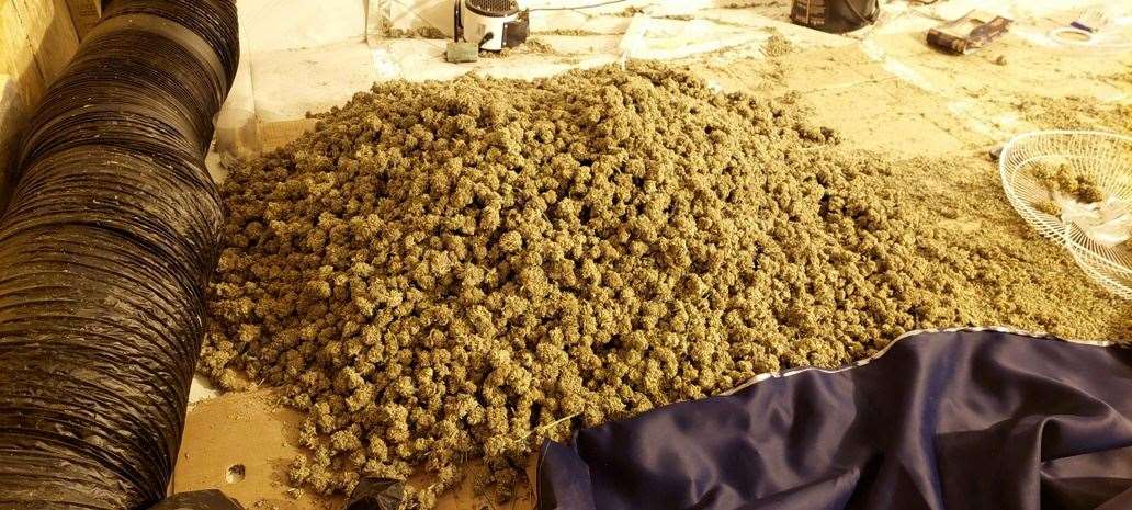 More of the cannabis found by police in South Lopham. Pictures: South Norfolk Police