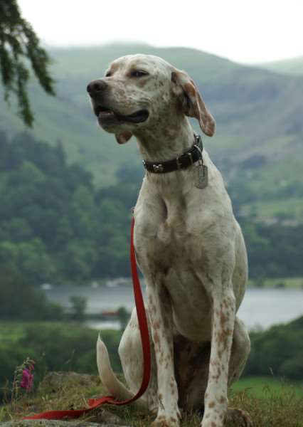 A Burston couple are calling for any help to find their missing English Pointer-Setter, Mila. Picture submitted.