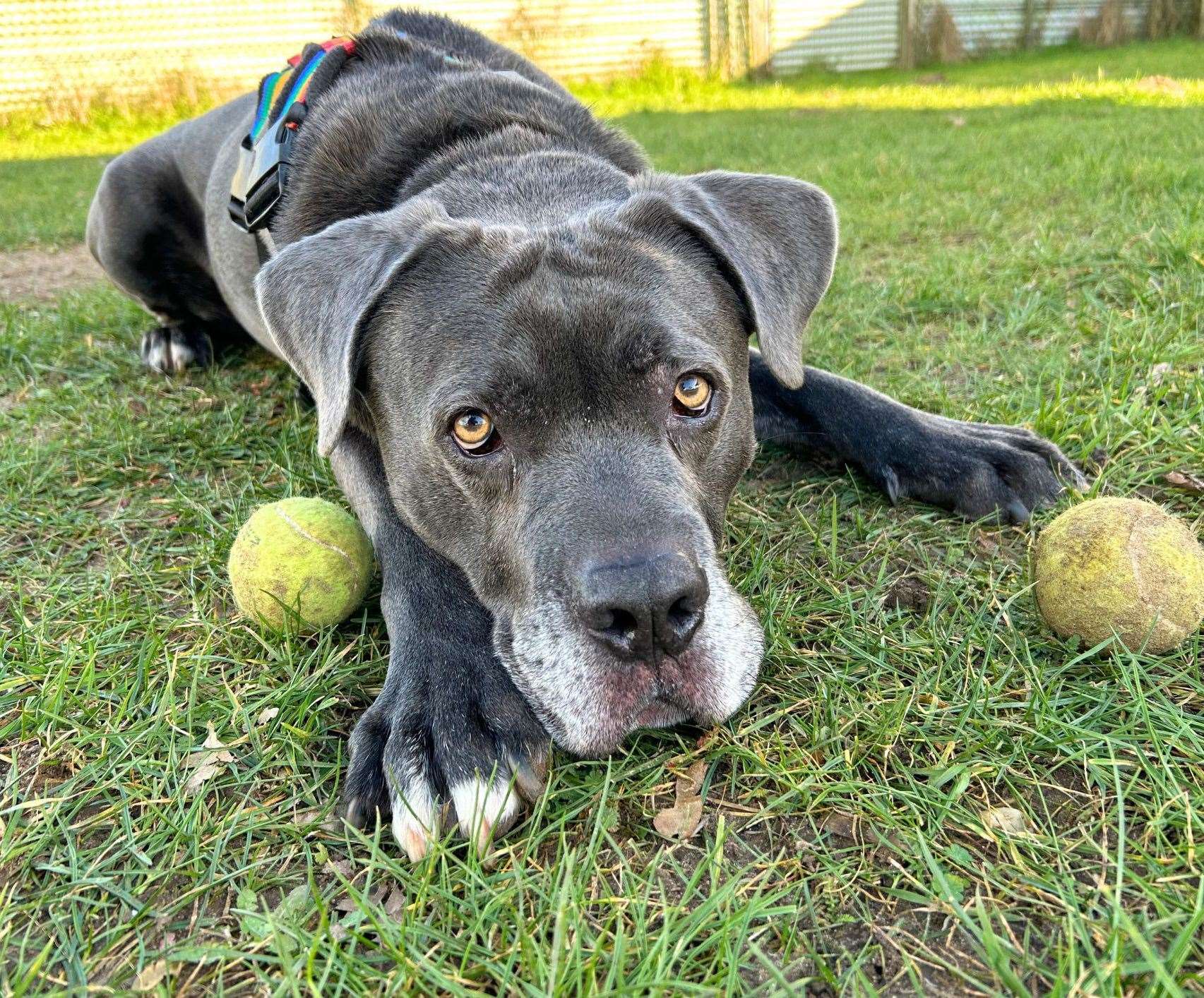 One of the trust's residents, Moose, with some of the donated balls. Picture: Dogs Trust Snetterton