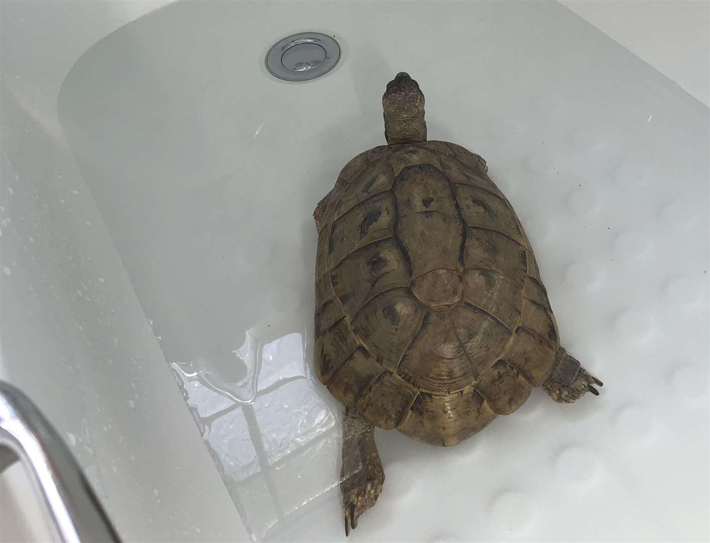 Pet owners are advised to let animals have a paddle and cool down.