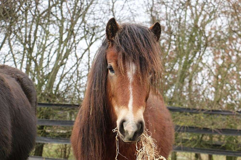 Gwent, one of the 23 mistreated horses that were taken in at Redwings. Photo: Redwings Horse Sanctuary