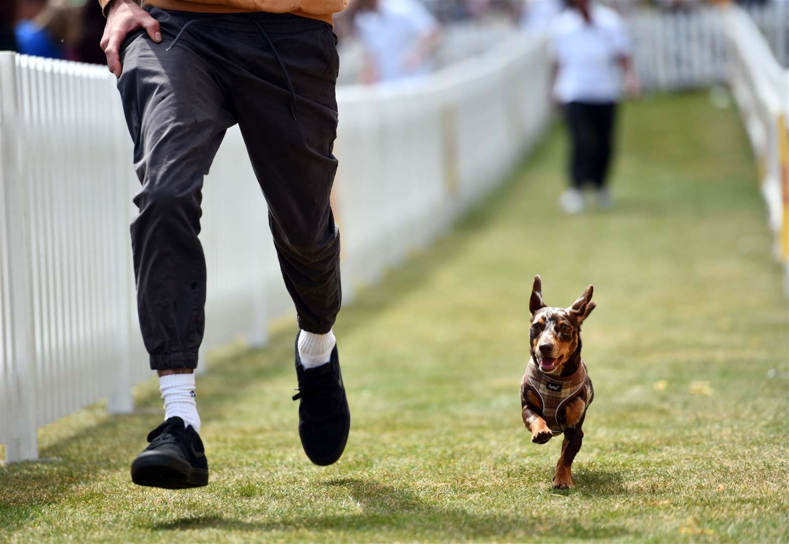 One dog enjoys walkies at Goodwoof (Jas Lehal Media Assignments/PA)