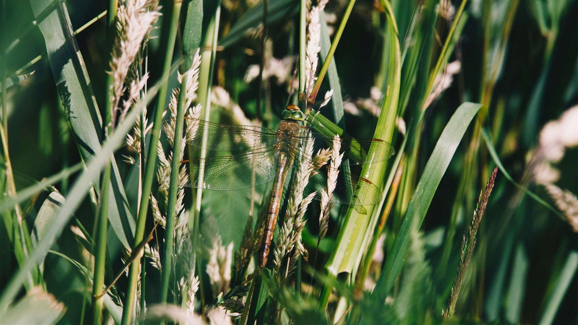 Norfolk Hawker Dragonfly. Picture: Tom Barrett